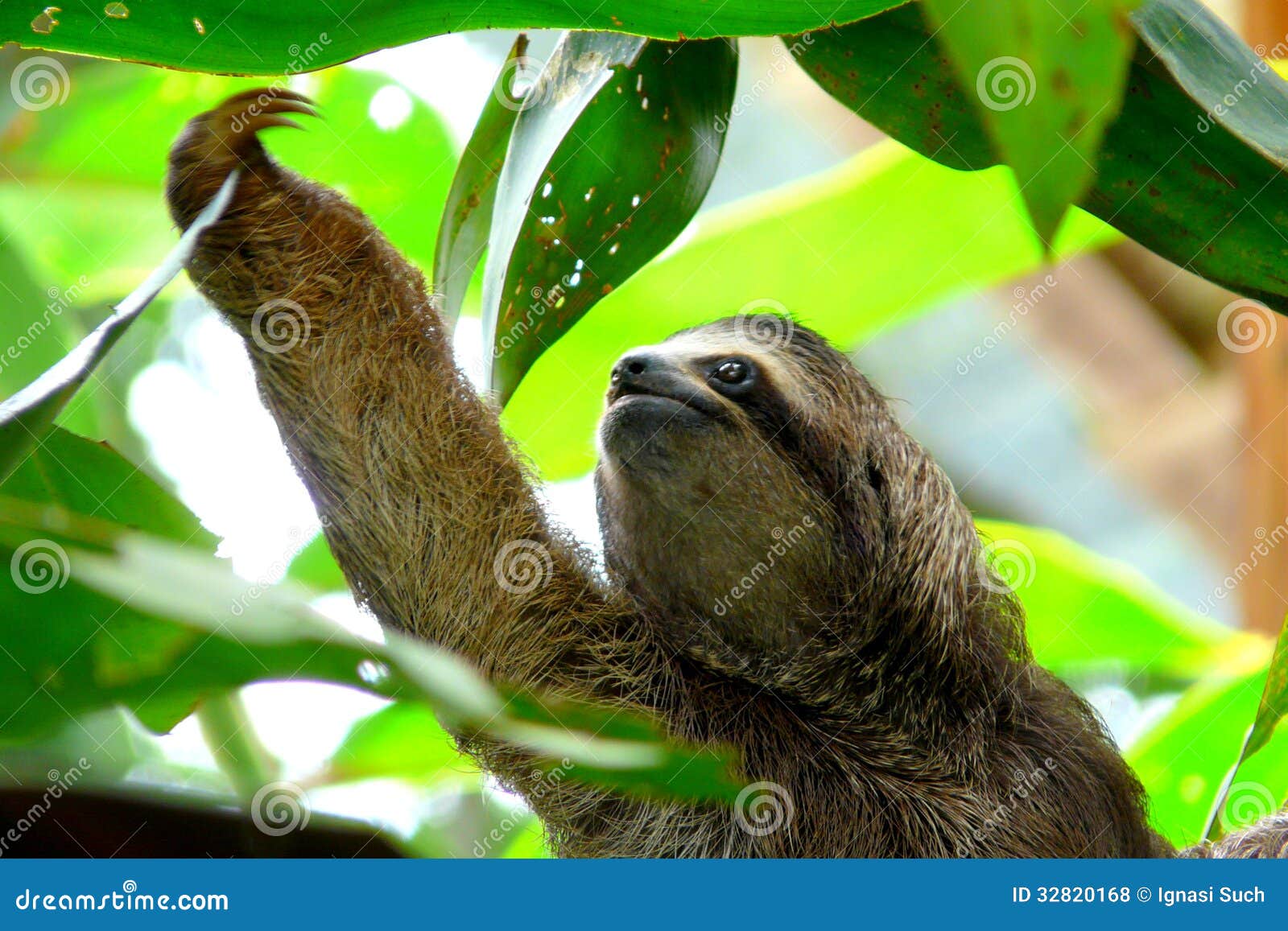 sloth in puerto viejo, costa rica