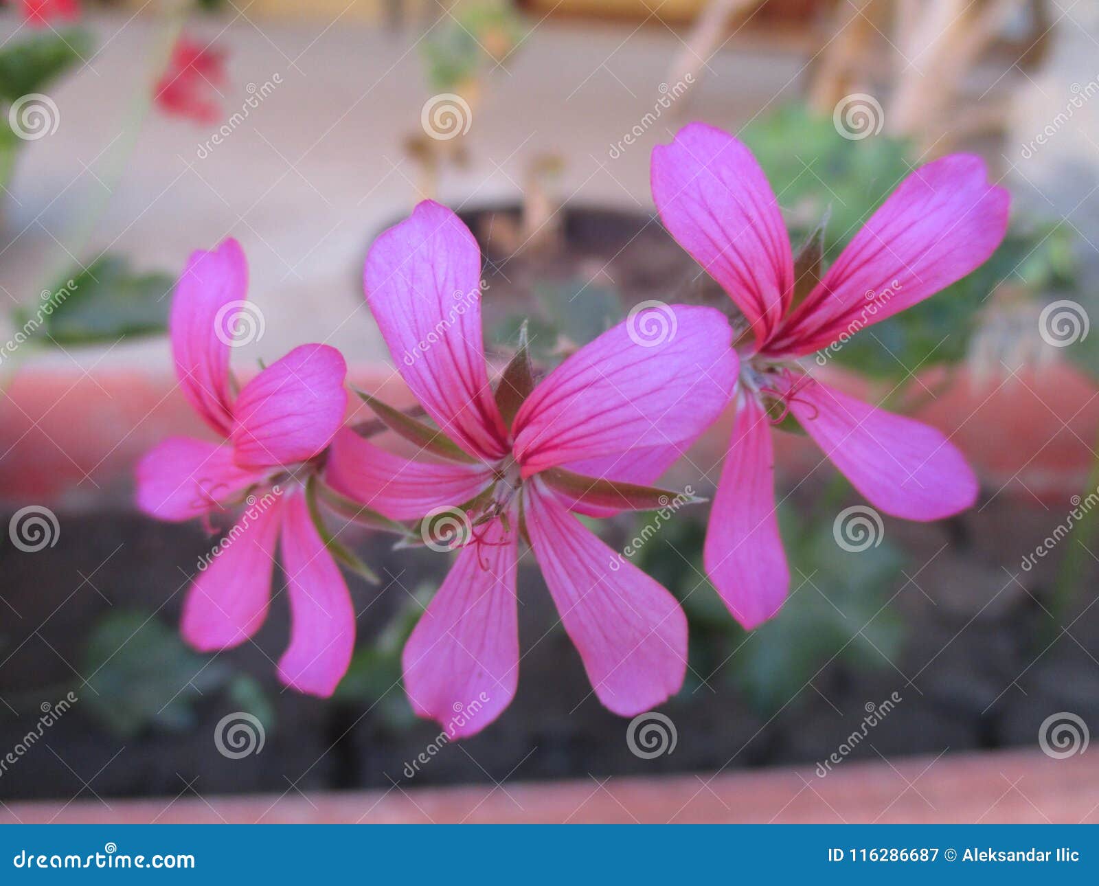 slovene geraniums