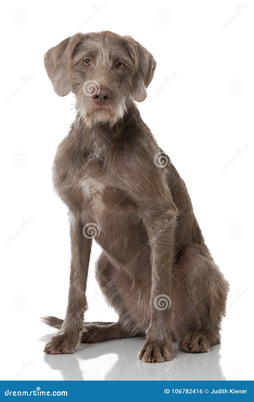 slovenian wirehair dog 