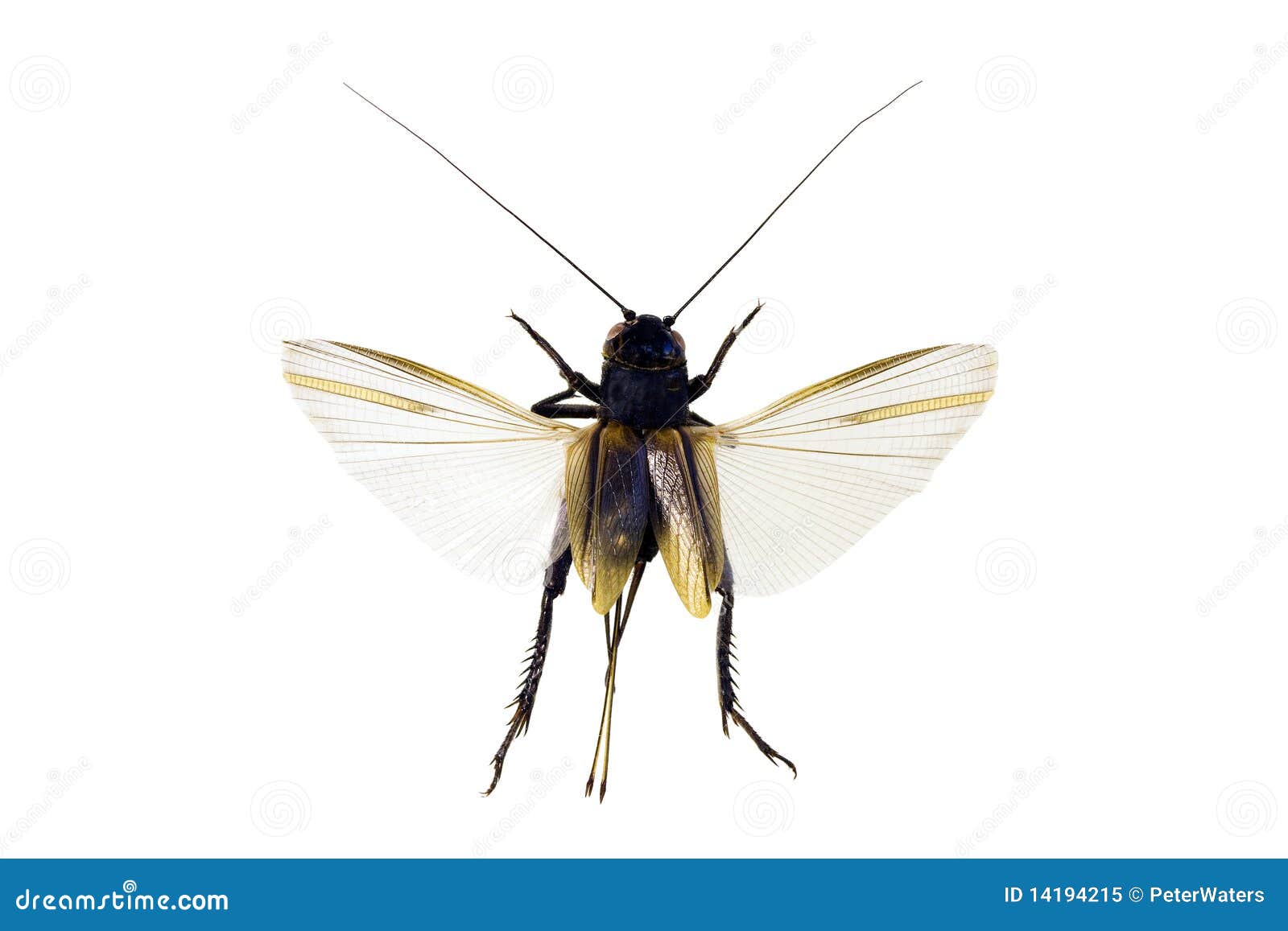 Cricket Pen Stock Photos - Free & Royalty-Free Stock Photos from Dreamstime