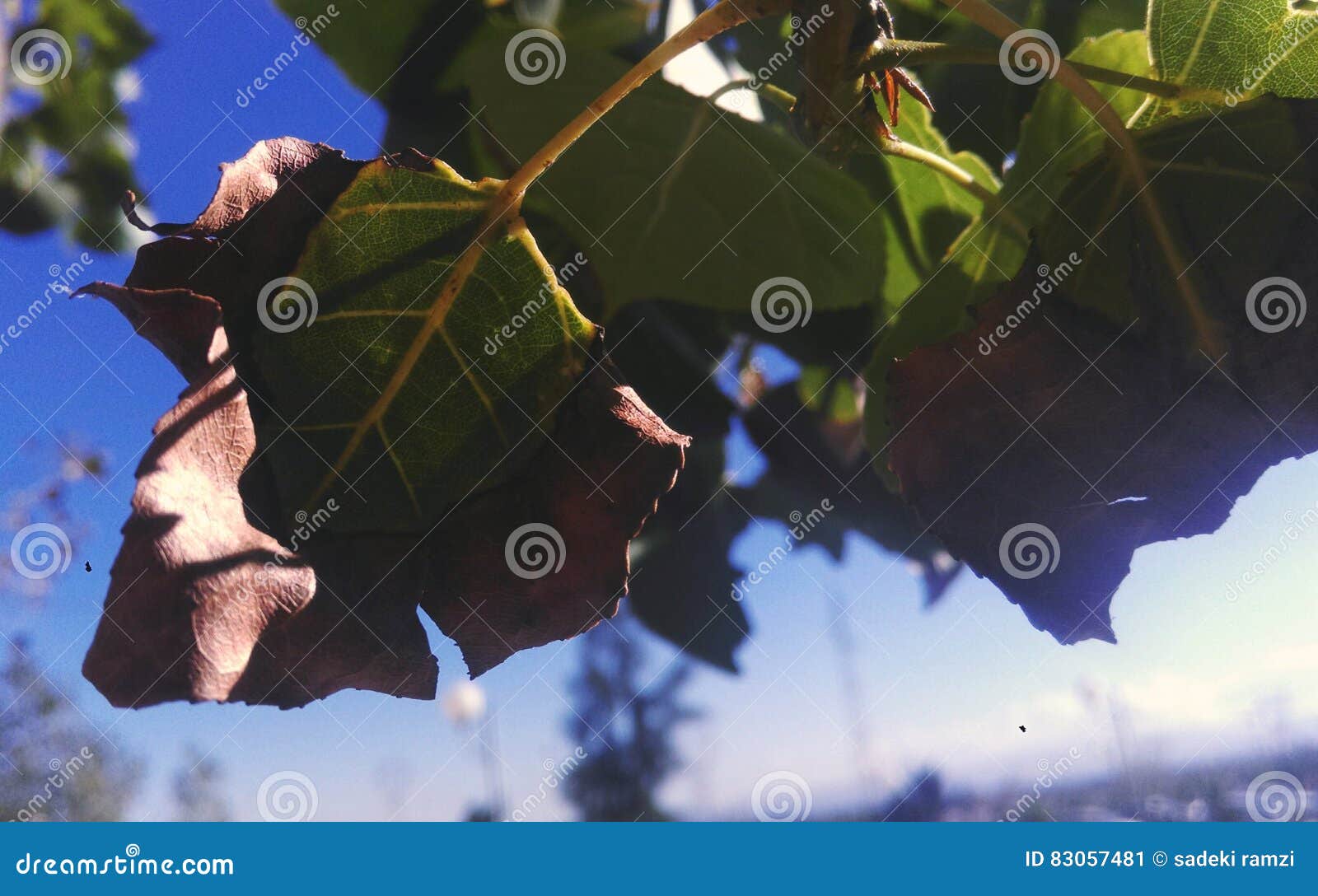 Slow death stock image. Image of slowly, paper, dying - 83057481