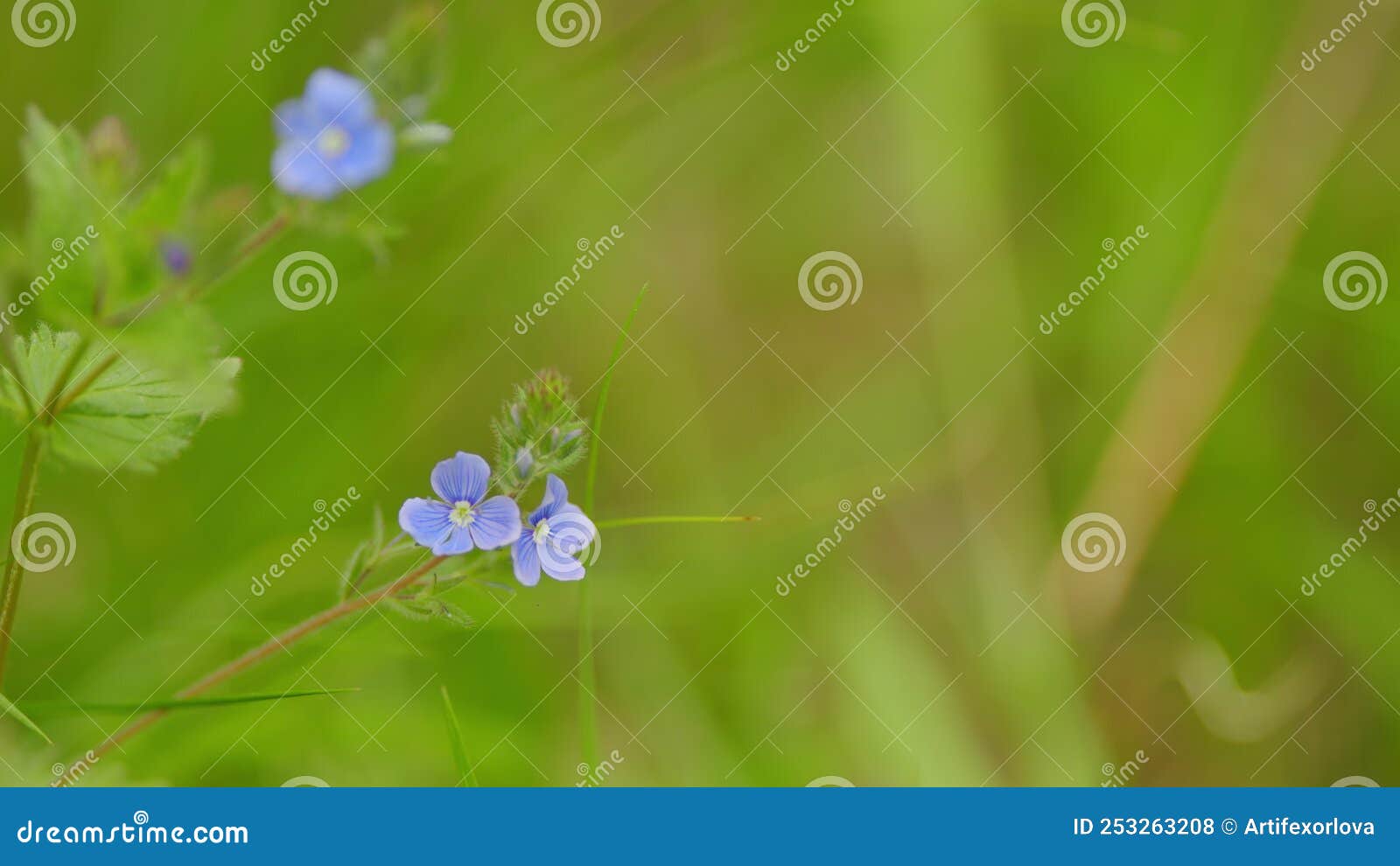 Blue Wildflowers Germander Speedwell, Growing in Spring Meadow