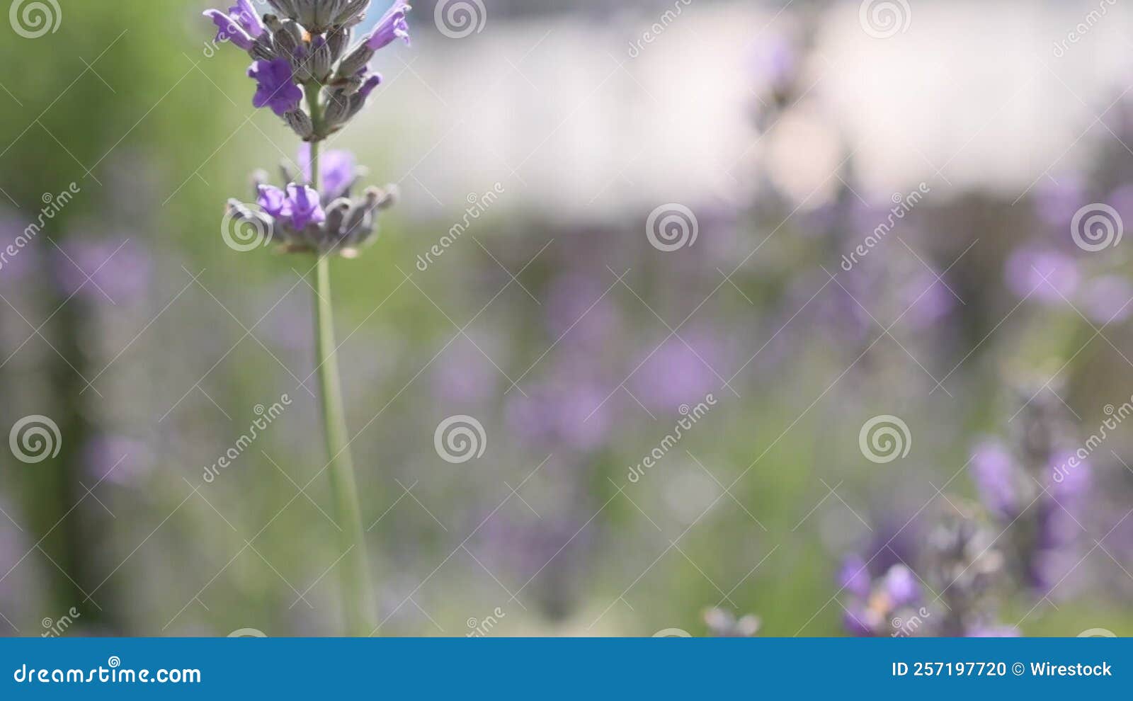Slow Motion of Lavender Flowers in a Green Field Stock Footage Video