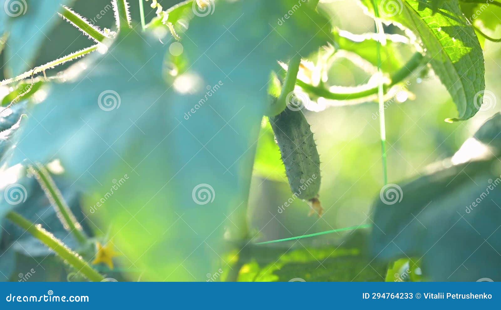 Slow Motion Video of Finding Cucumber Behind a Leaf Stock Video Video