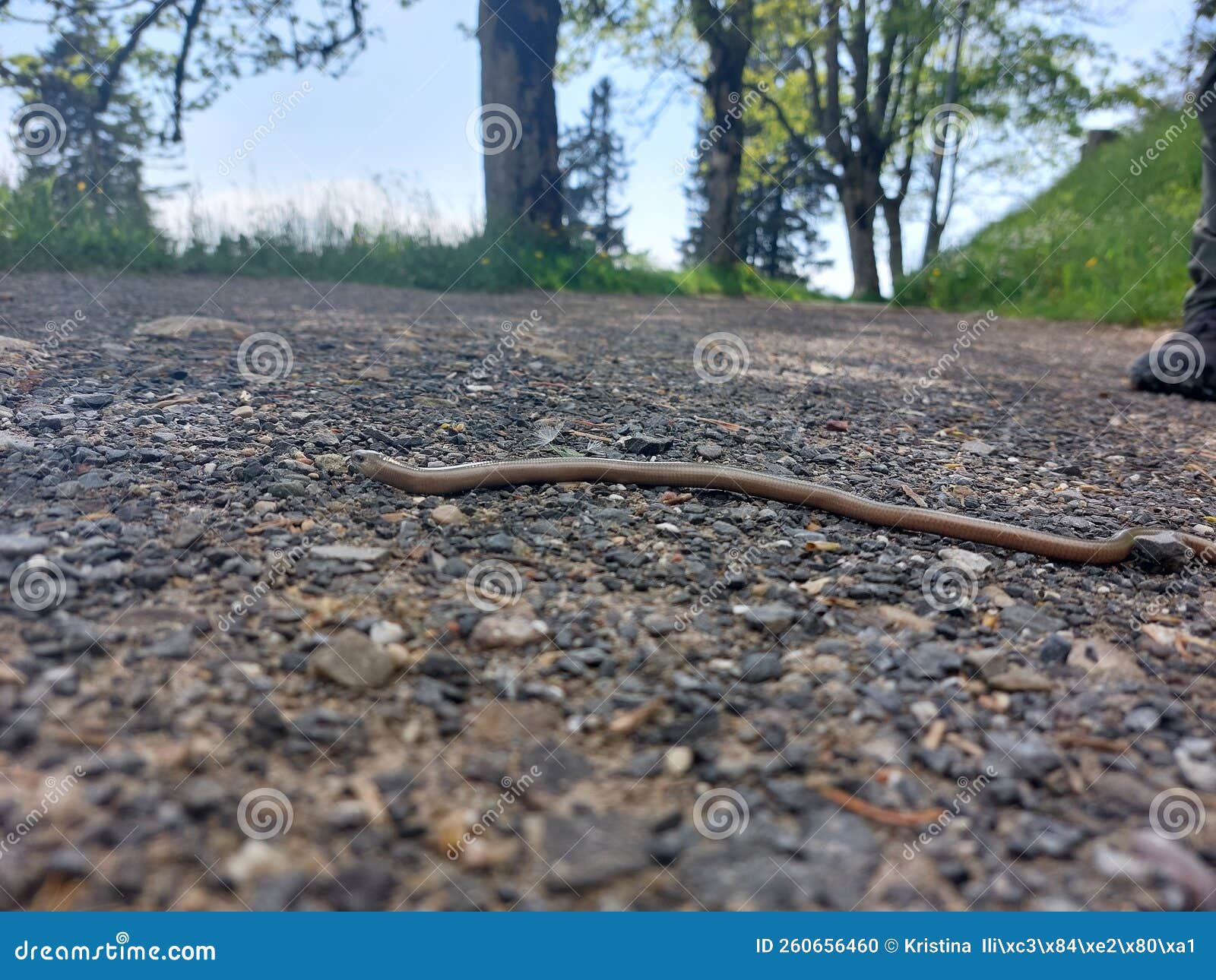 slow worm reptil