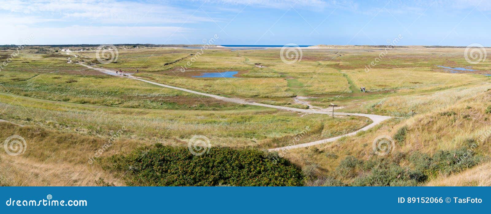 slufter in dunes of texel national park on texel island, netherlands