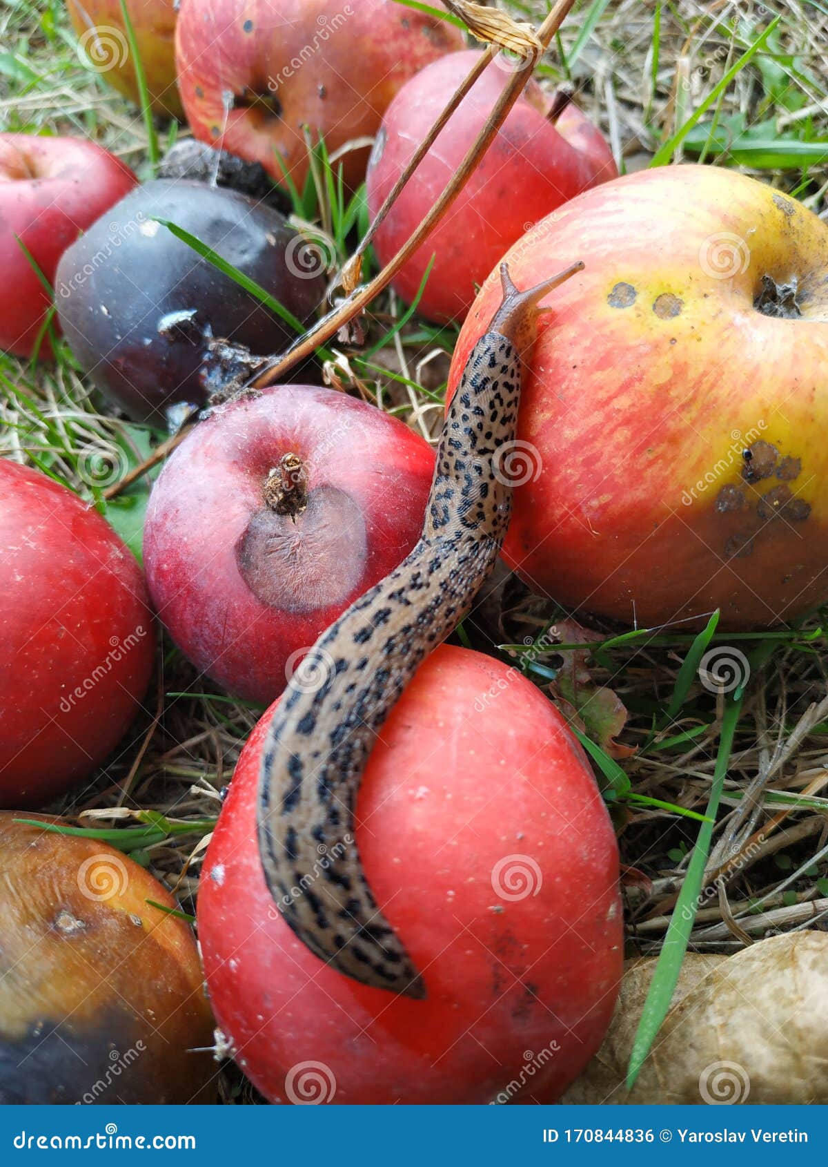 slug crawling on apples at summer day