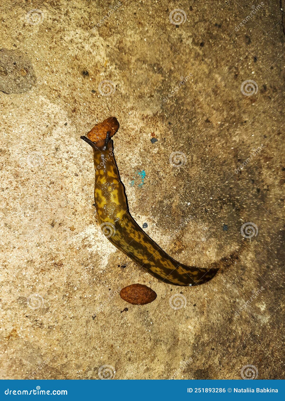 The Slug Crawls on the Concrete Surface. the Slug Eats Dog Food Stock
