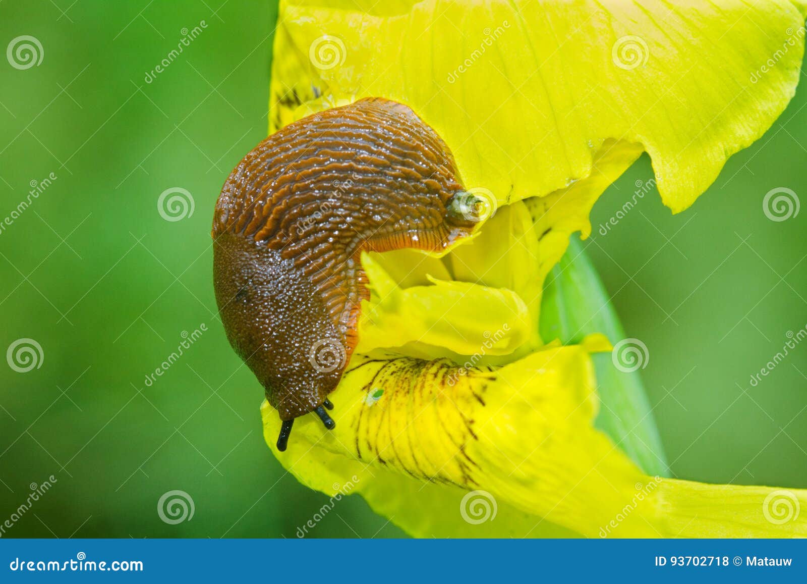 Slug Eating Flower Iris Stock Photos Free & RoyaltyFree Stock Photos