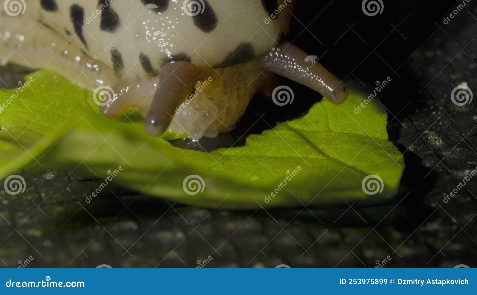 Slug Eating a Lettuce Leaf in the Garden at Night Stock Video Video