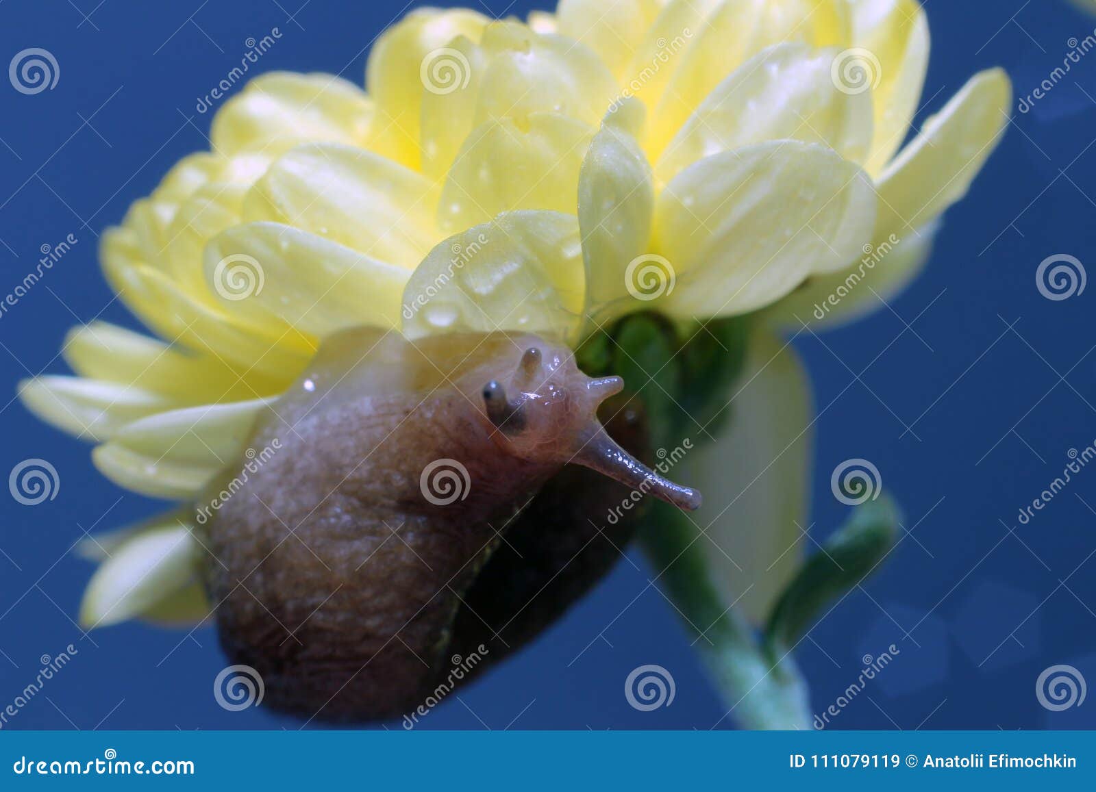Slug on Flower Against the Sky. Stock Image Image of nice, pest