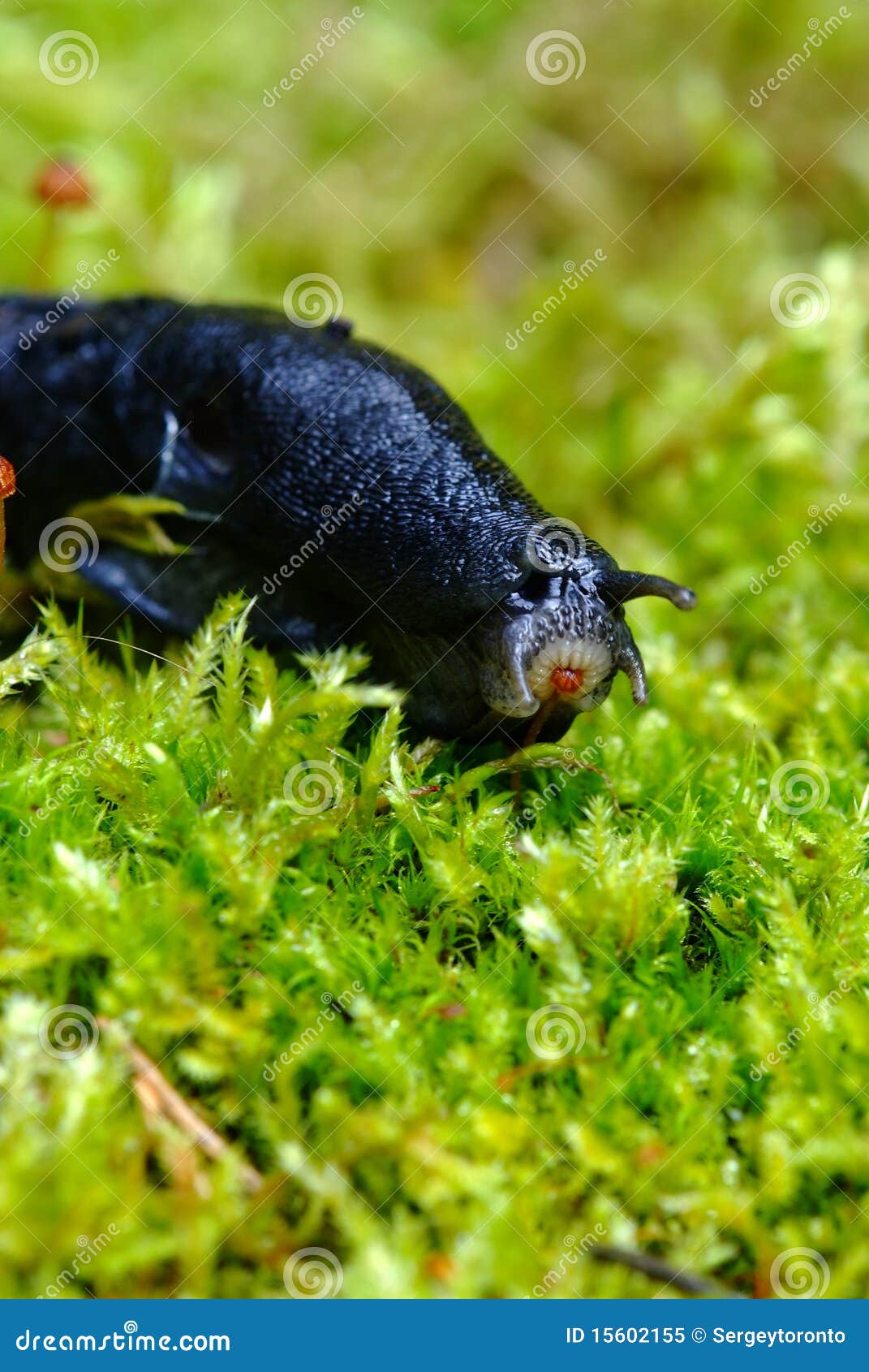 Slug on green moss stock image. Image of body, animal 15602155