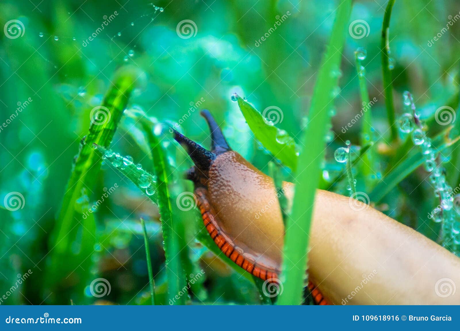 slug over wet grass