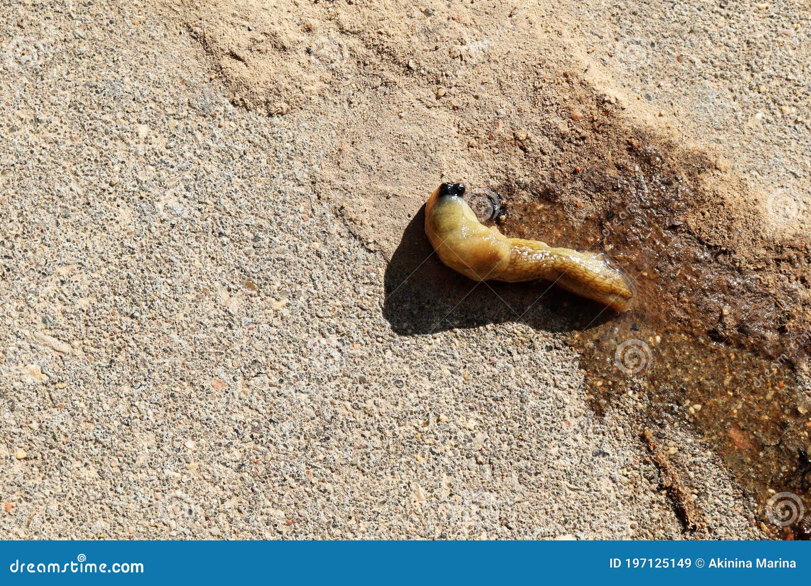 slug on pavement. undigested dead mollusk lying in bird droppings and mucus. horizontal background, banner, poster with copy space