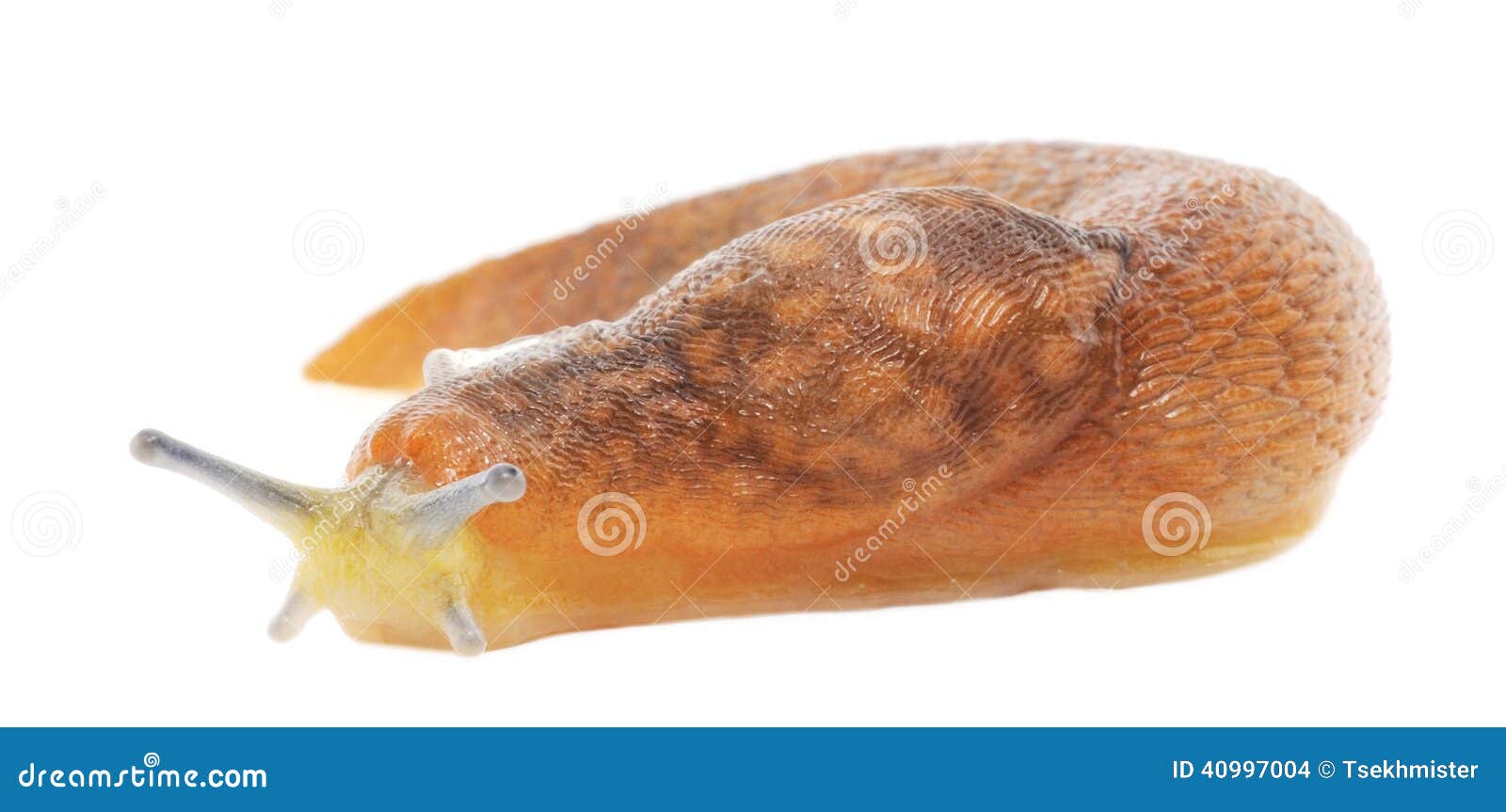 Slug stock photo. Image of brown, animals, naked, isolated 40997004