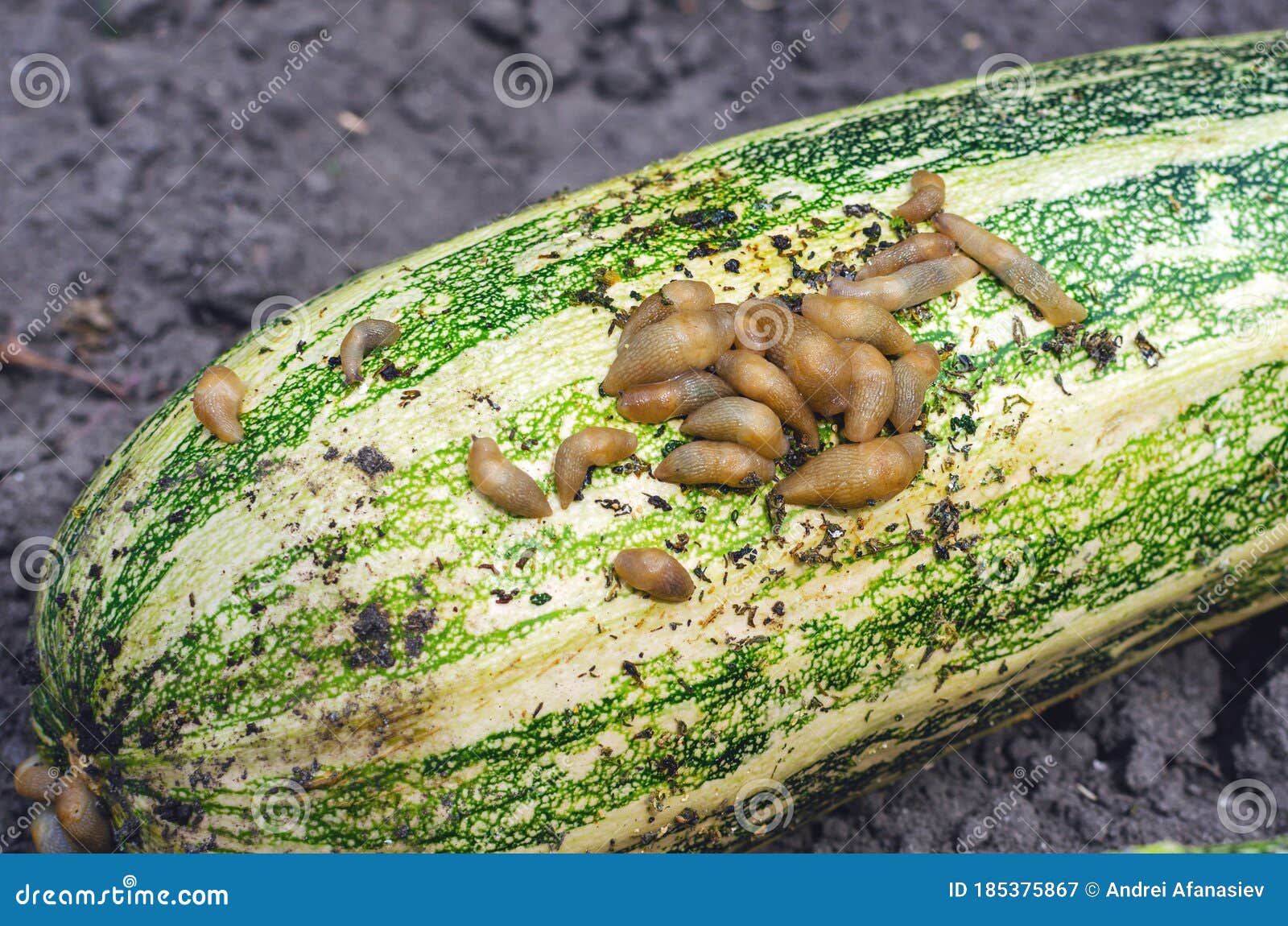 Slugs Crawling and Eating Zucchini, Crop Pest Stock Image Image of