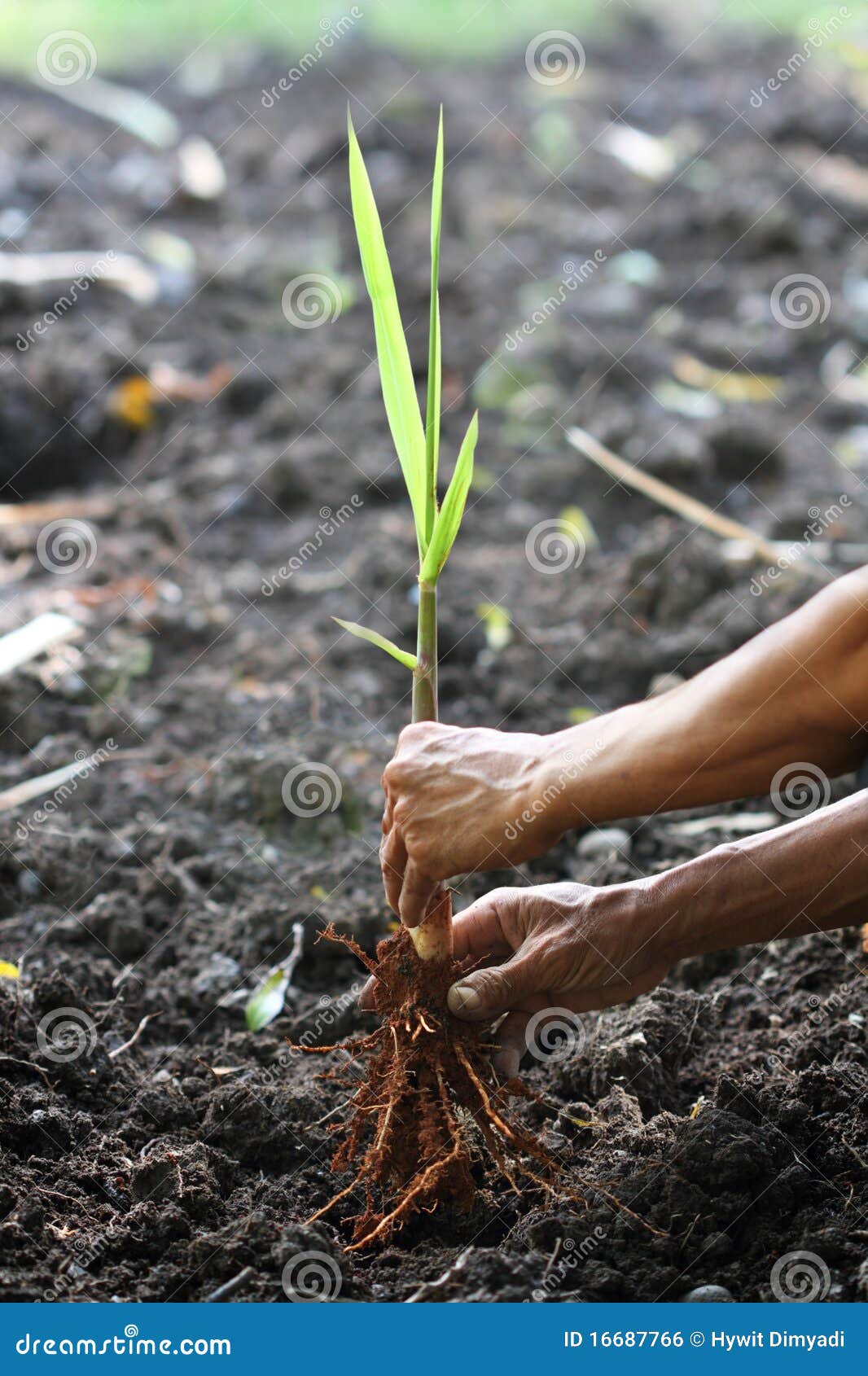 Sluit omhoog van het planten. De handen die van de tuinman nieuwe verse boom planten