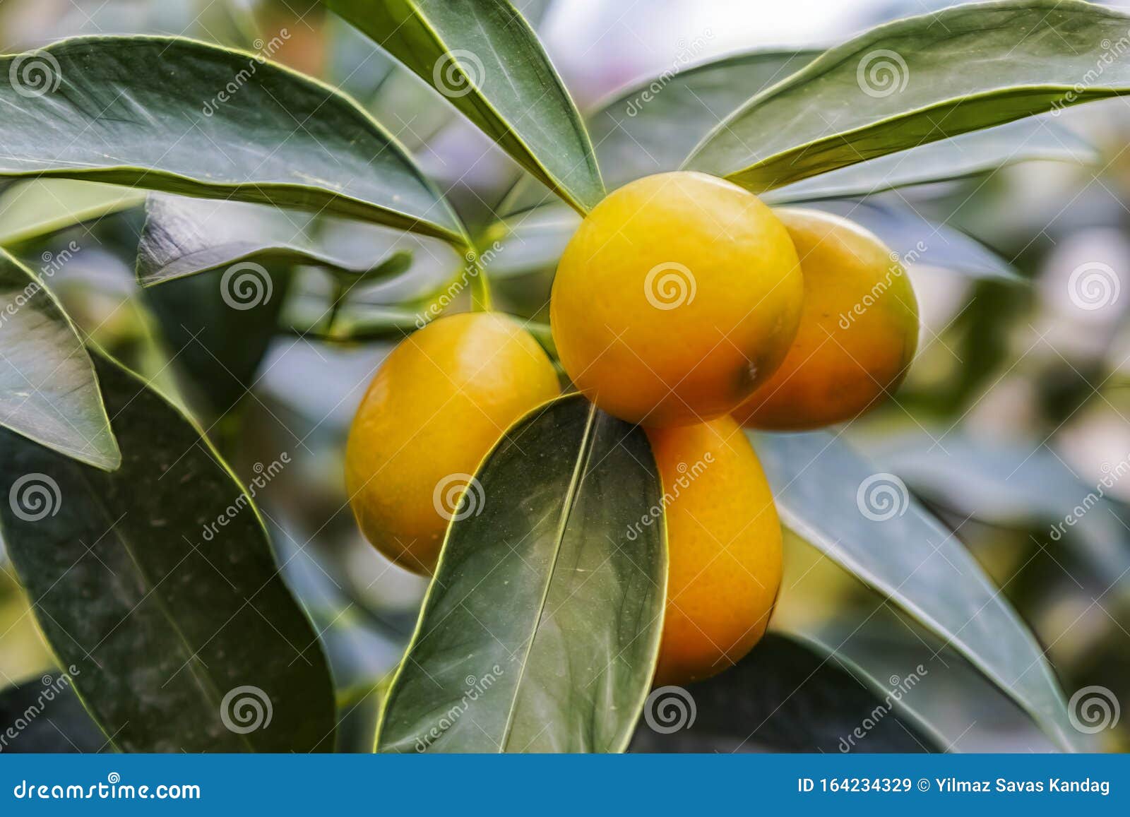Sluit rijpe kumquatvruchten en groene bladeren op boomtakken