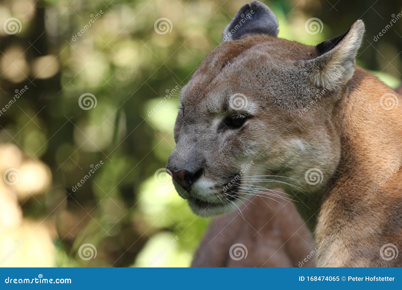 Sluiten van een puma kop. stock afbeelding. Image of kleur 168474065