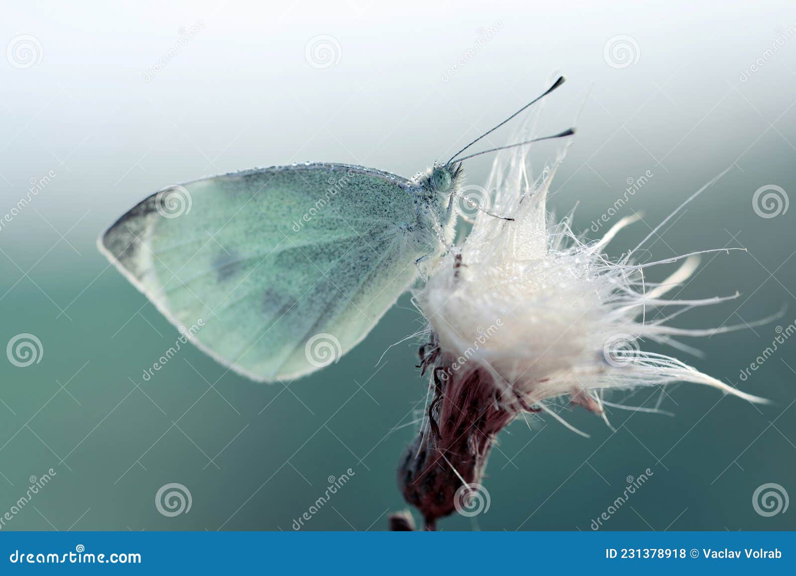 small white butterfly genus pieridae sitting on flower.