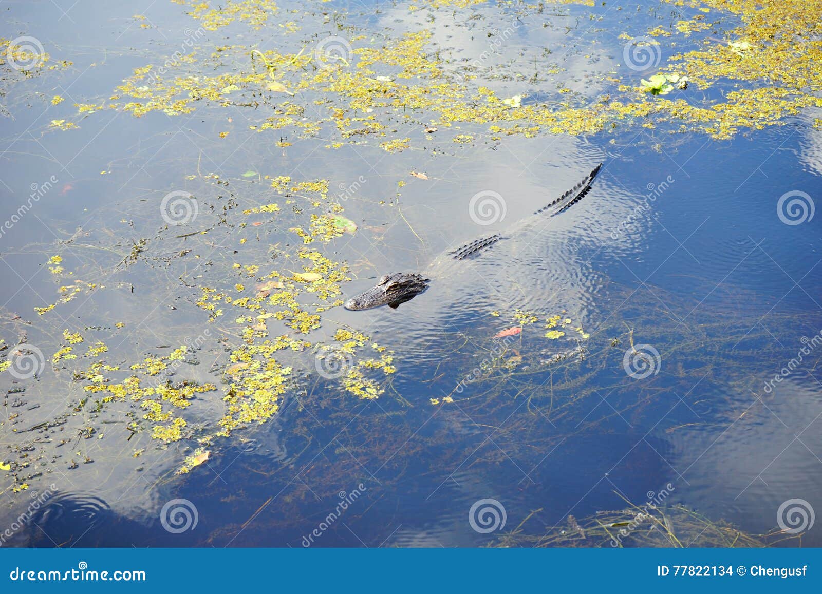 Small alligator in a pond stock photo. Image of asleep 77822134