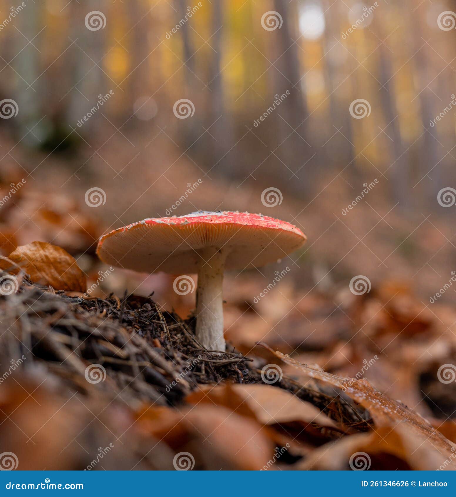 small amanita muscaria or flying agaric mushroom in the autumn forest close up