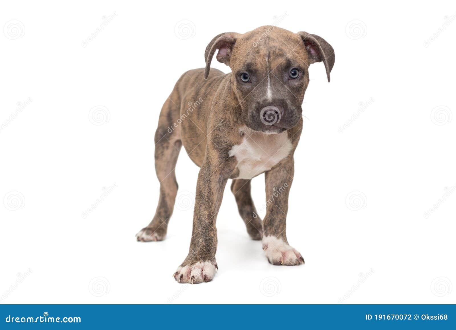 american bully small