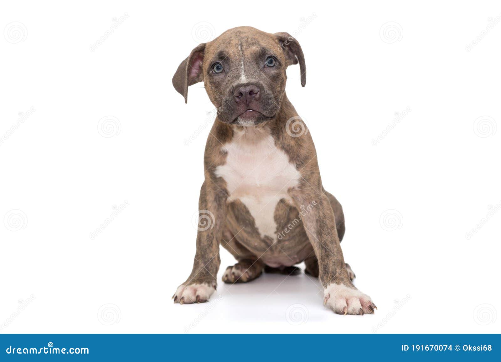 american bully small