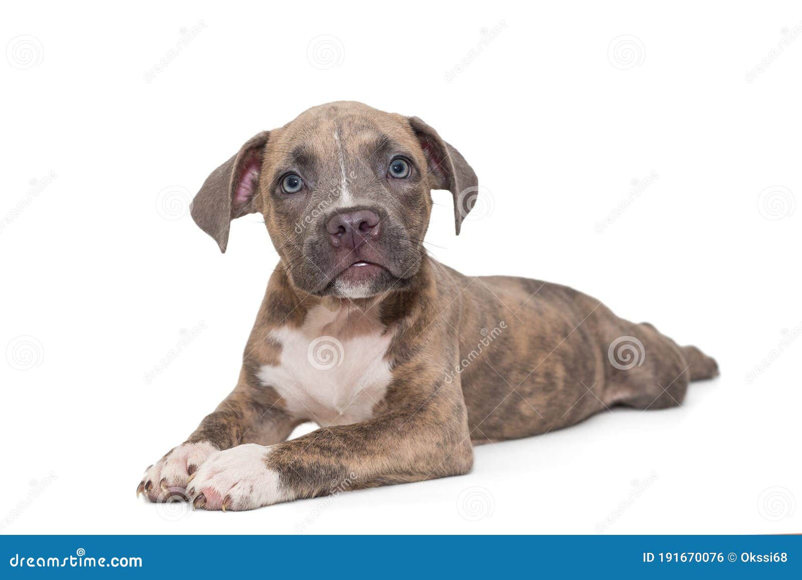 american bully small