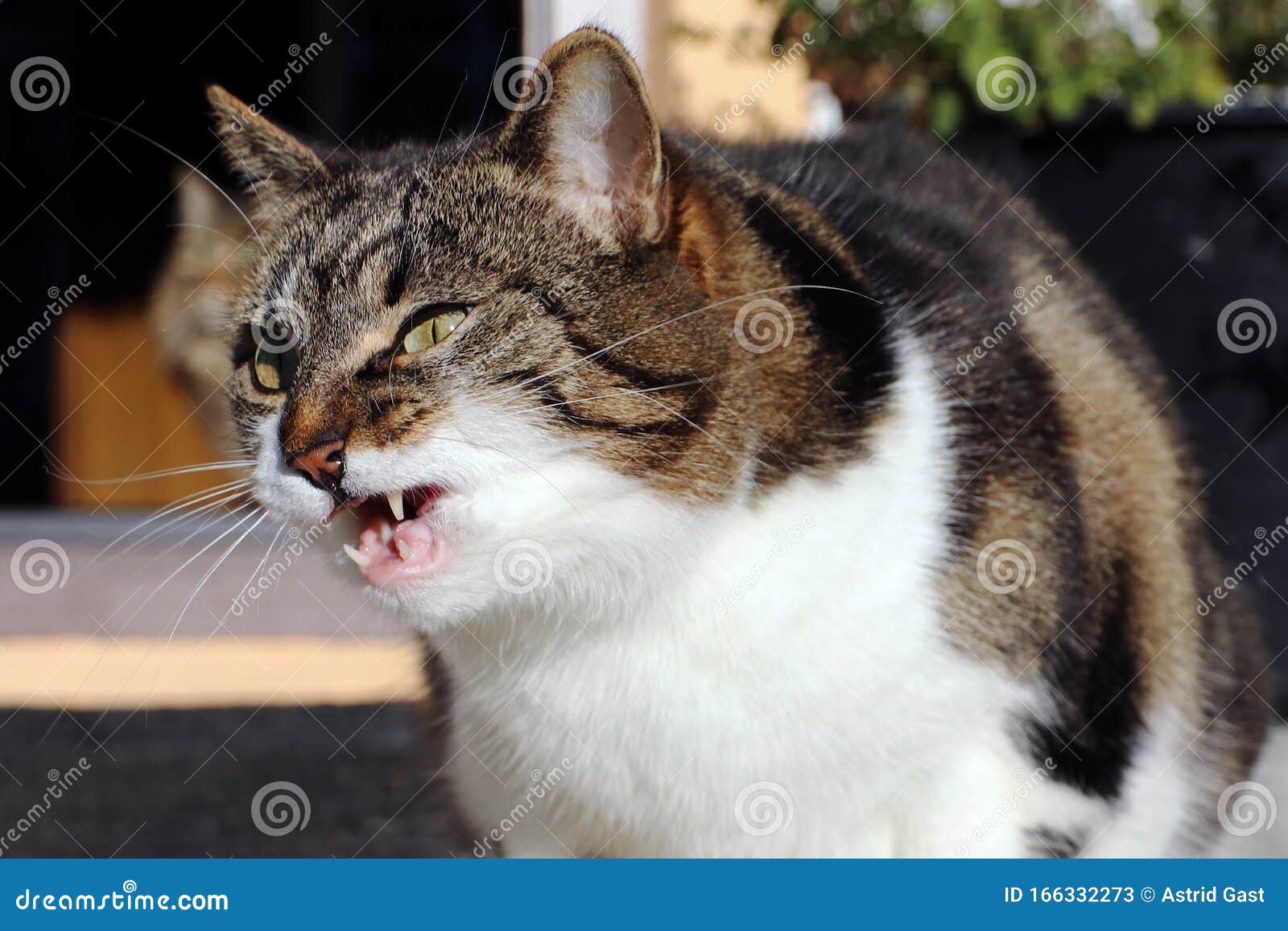 Cat with Angry face stock photo. Image of small, animal - 141442568