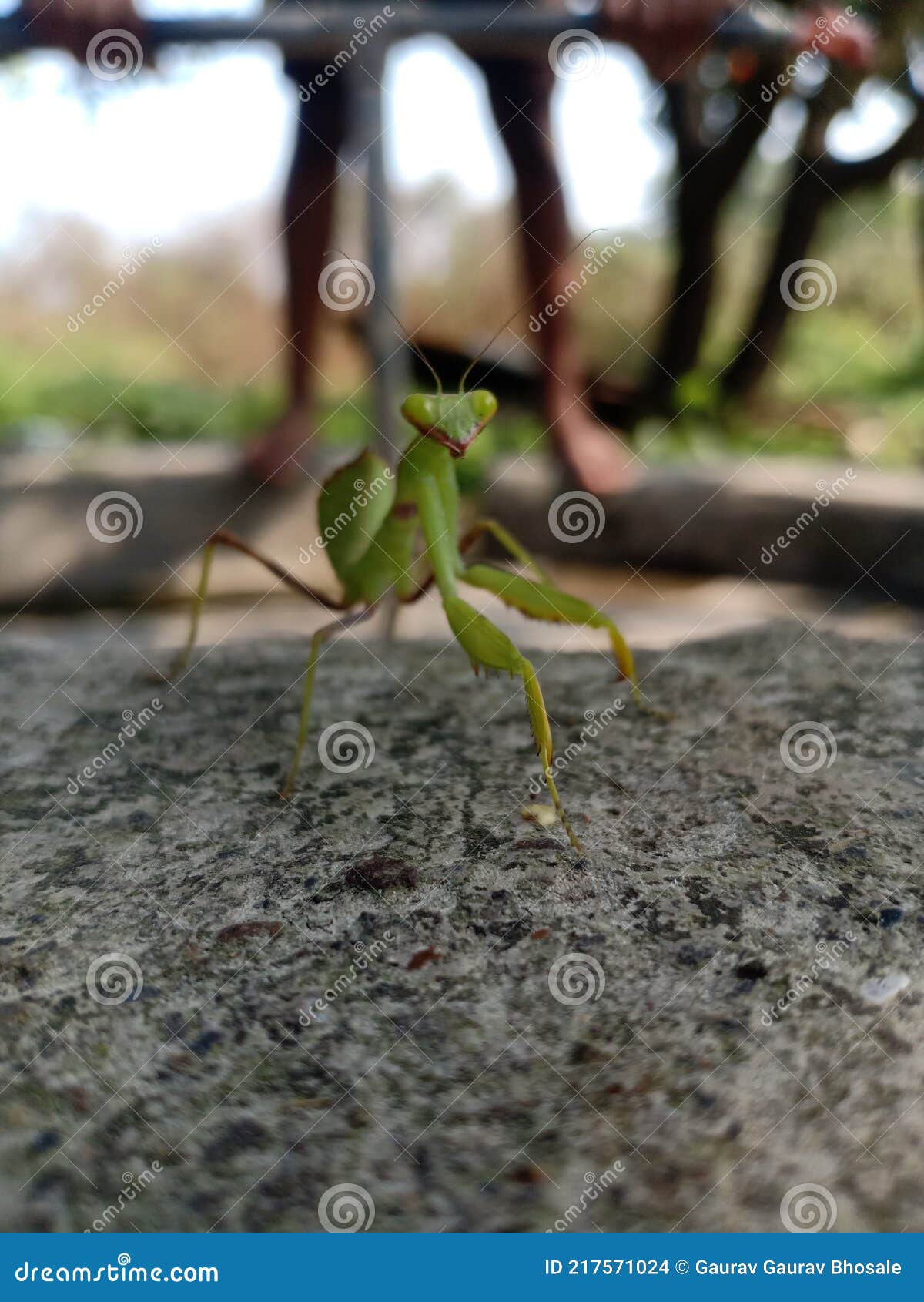 Small animal dangerous stock photo. Image of wildlife 217571024