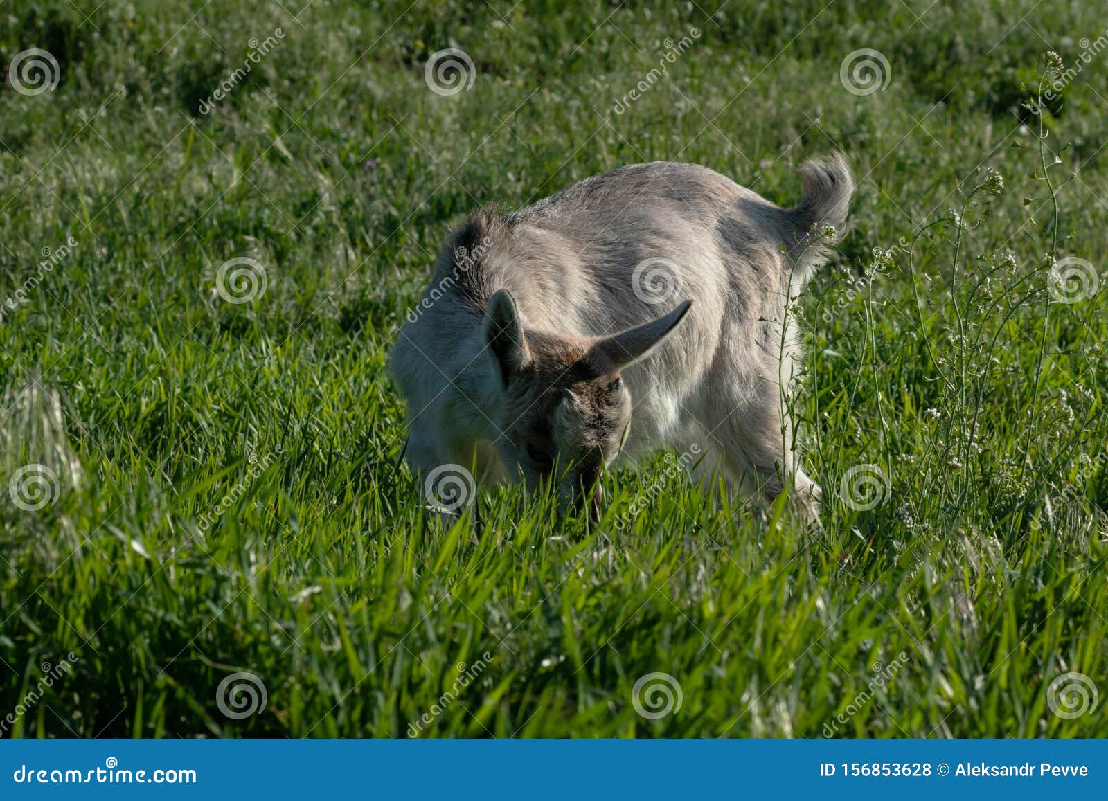 A Small Animal Feeds on Grass and Wildflowers on the Lawn Stock Photo