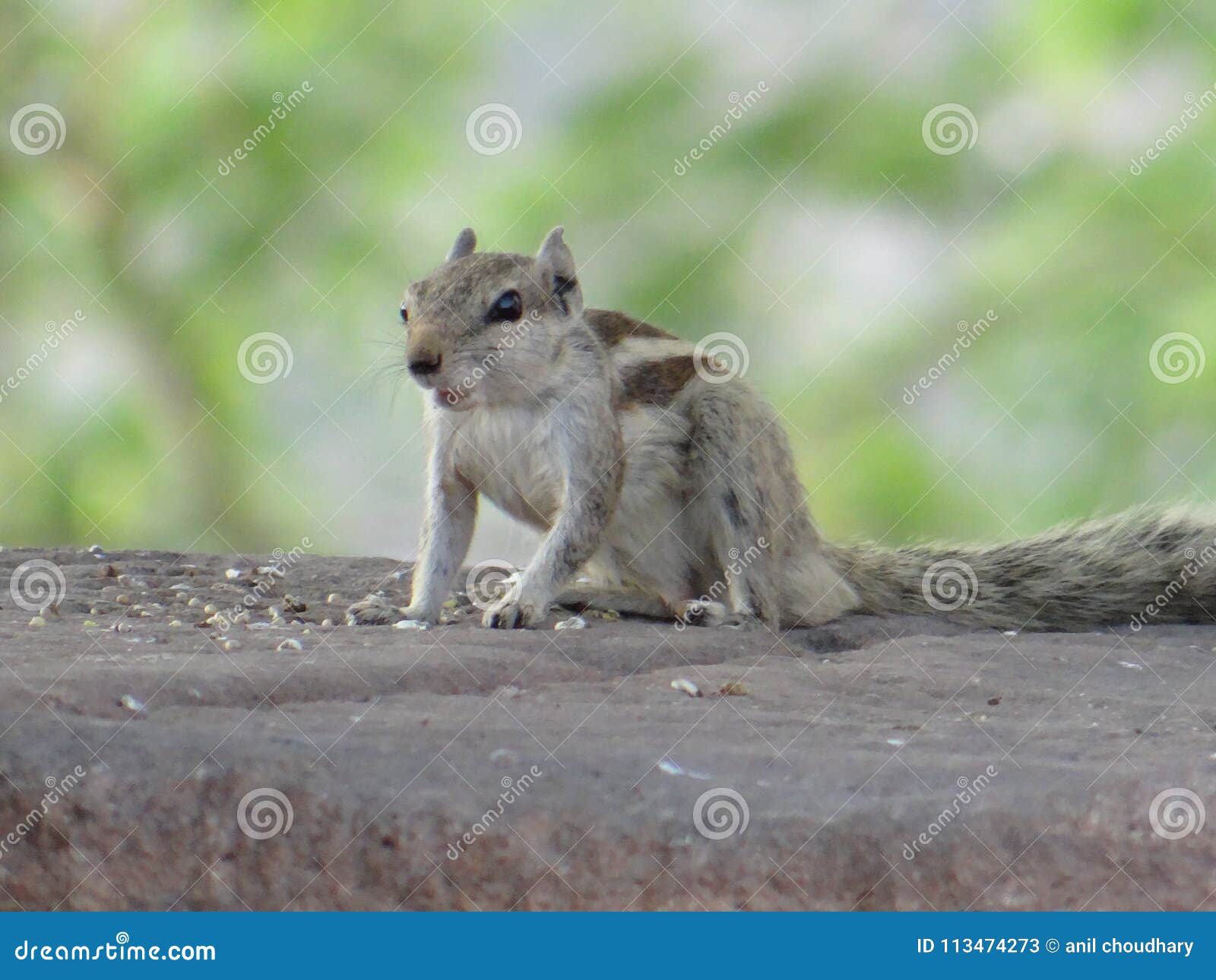 The small animal stock image. Image of animal, india - 113474273 The small animal stock image. Image of animal, india - 113474273