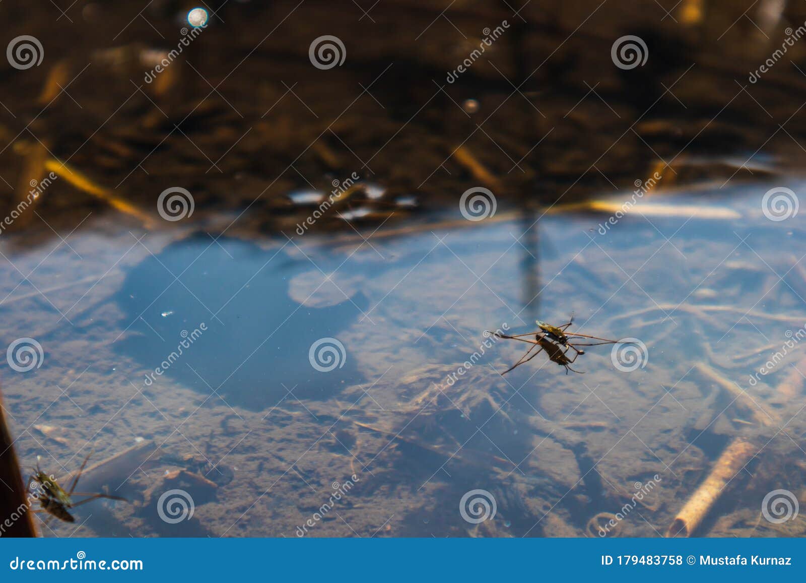 Small Animals in the Puddle Stock Photo Image of background, material