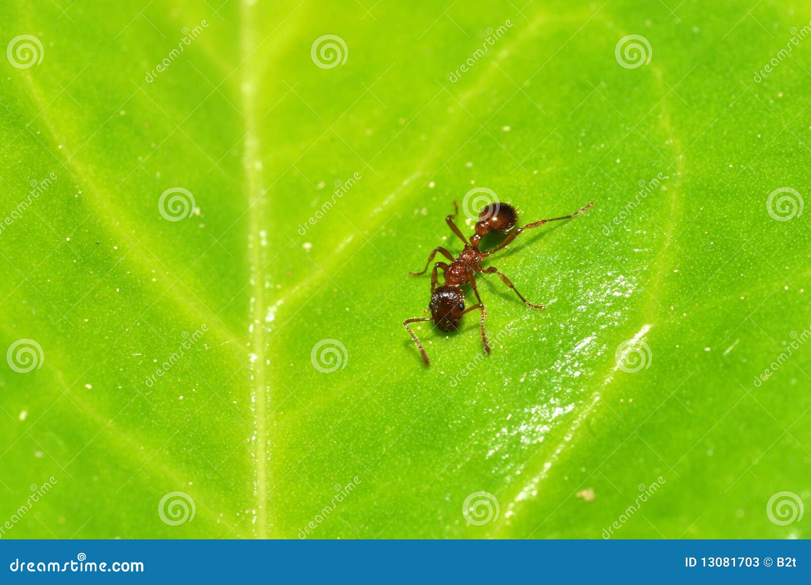 18,304 Small Ant Stock Photos - Free & Royalty-Free Stock Photos