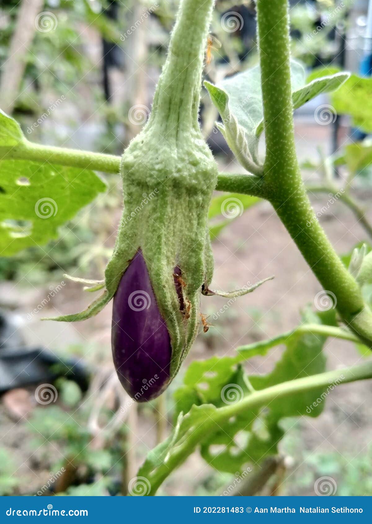 Small Ants Creeping on Eggplant Fruit Stock Image Image of shrub