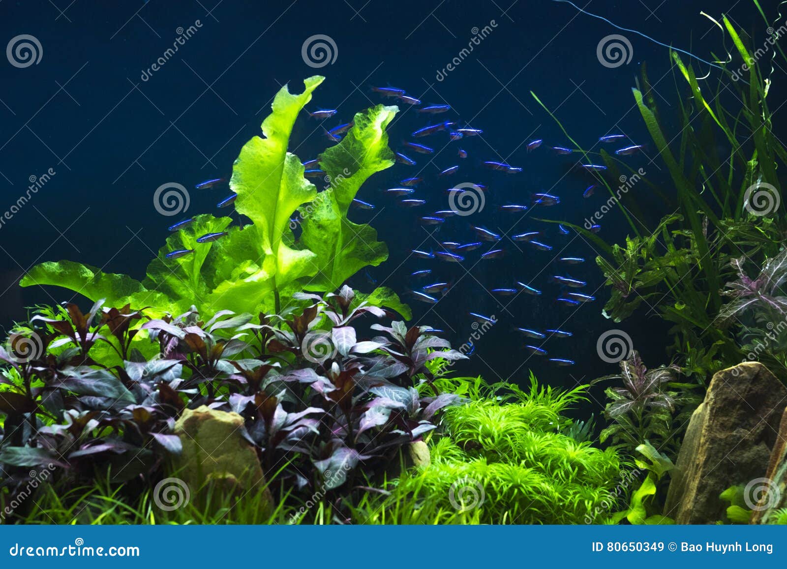 Small aquarium tank stock image. Image of natural, plants - 80650349