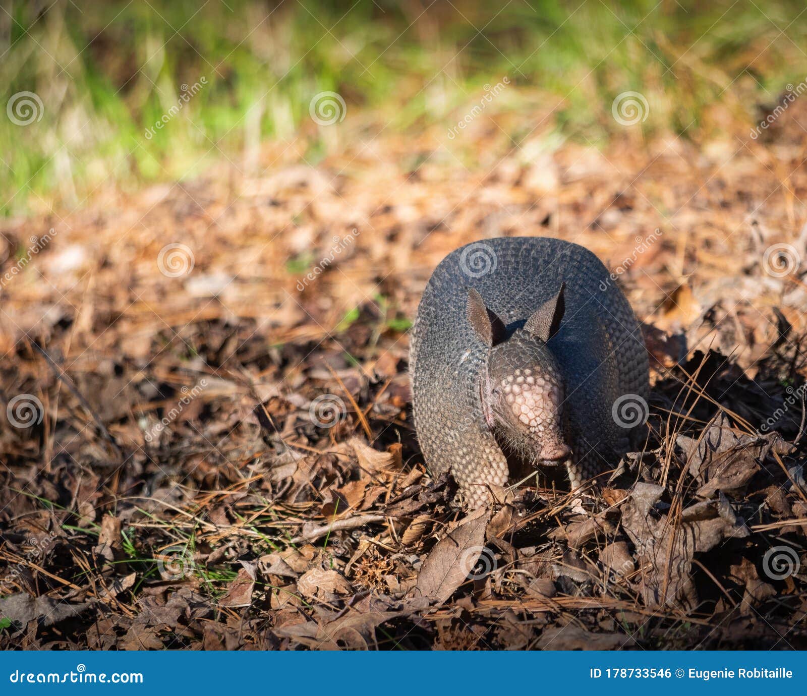 Small Armadillo on Leaves on Ground Stock Photo Image of armadillo