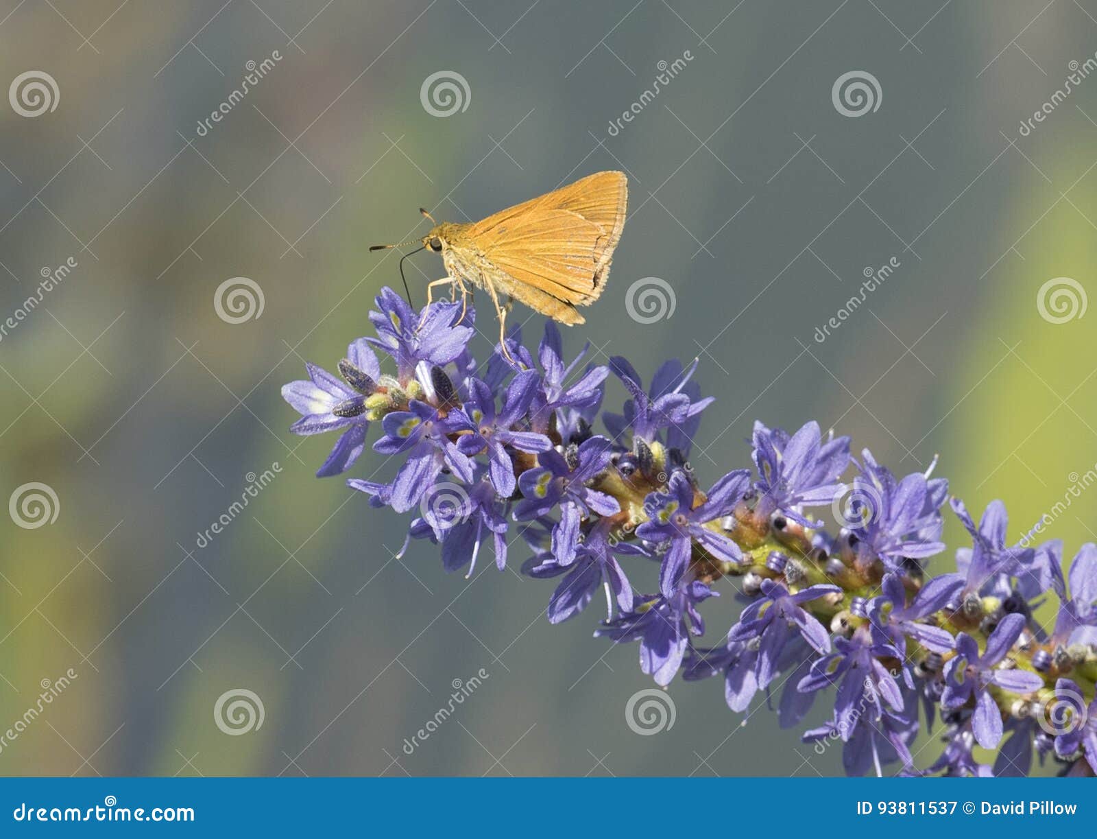 small arogos skipper butterfly on pickerelweed