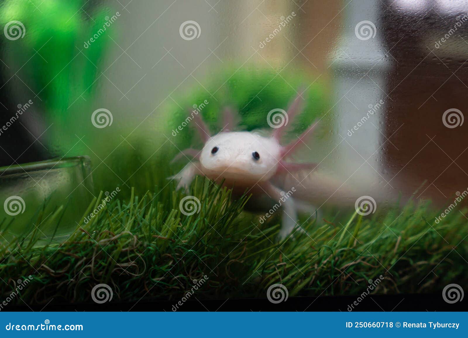 small Axolotl (Ambystoma mexicanum) walking on a grass in aquarium