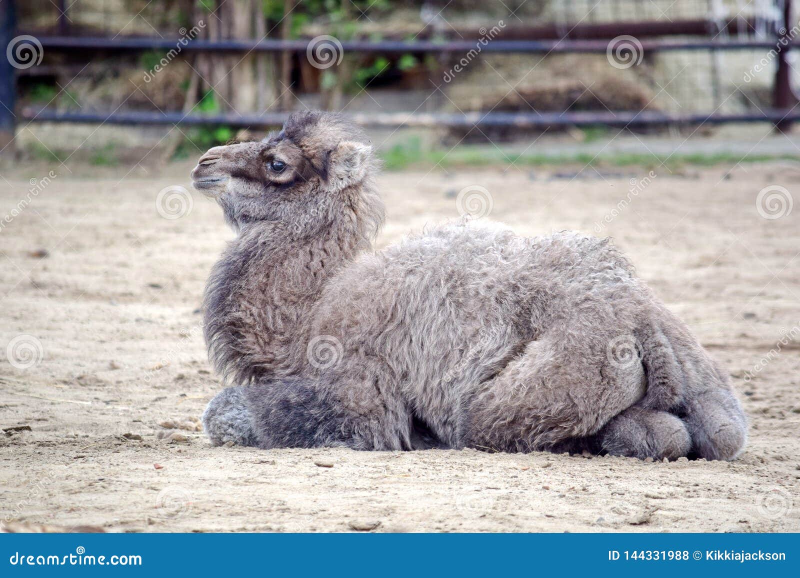 Small Baby Camel Portrait Camelus Bactrianus Resting Stock Photo ...