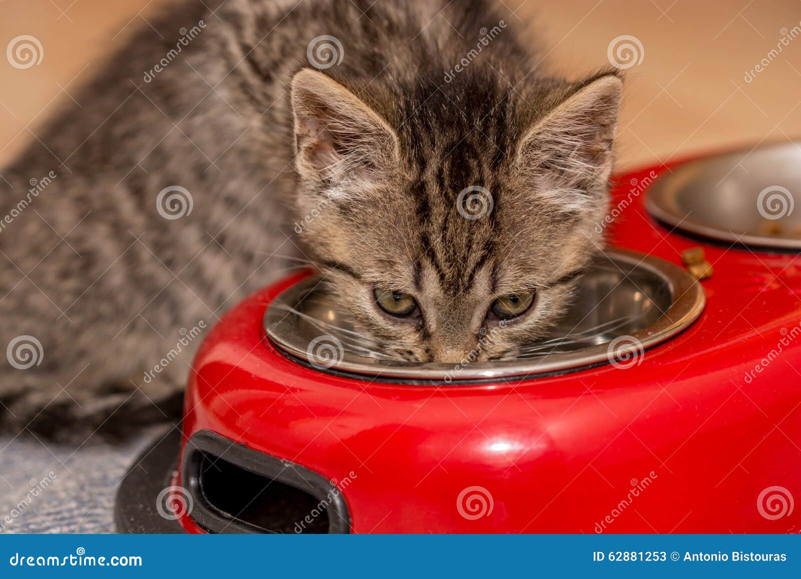 Small Baby Cat Drinking Water Stock Image Image of gray, drinking