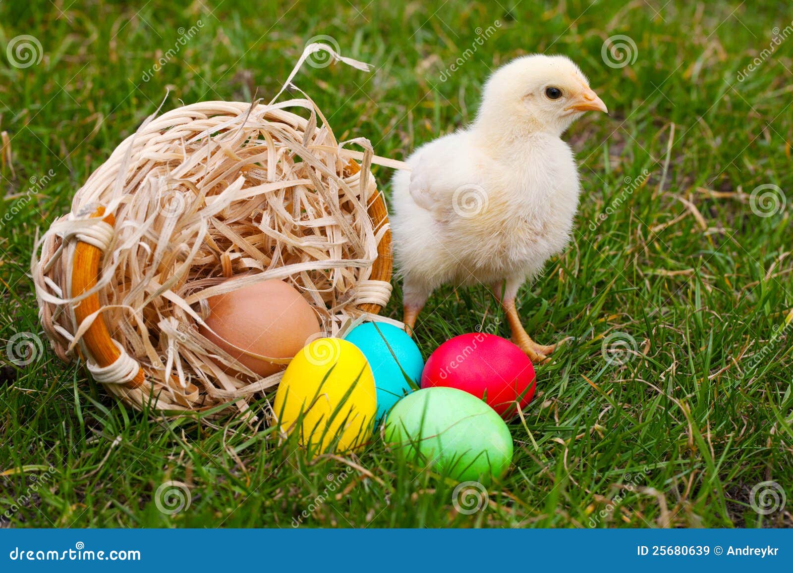 Small Baby Chickens with Colorful Easter Eggs Stock Image Image of