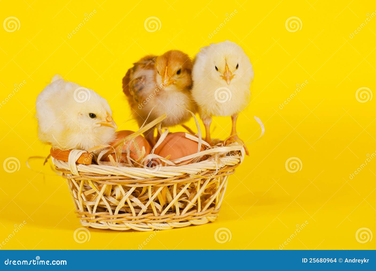 Small Baby Chickens with Colorful Easter Eggs Stock Photo Image of