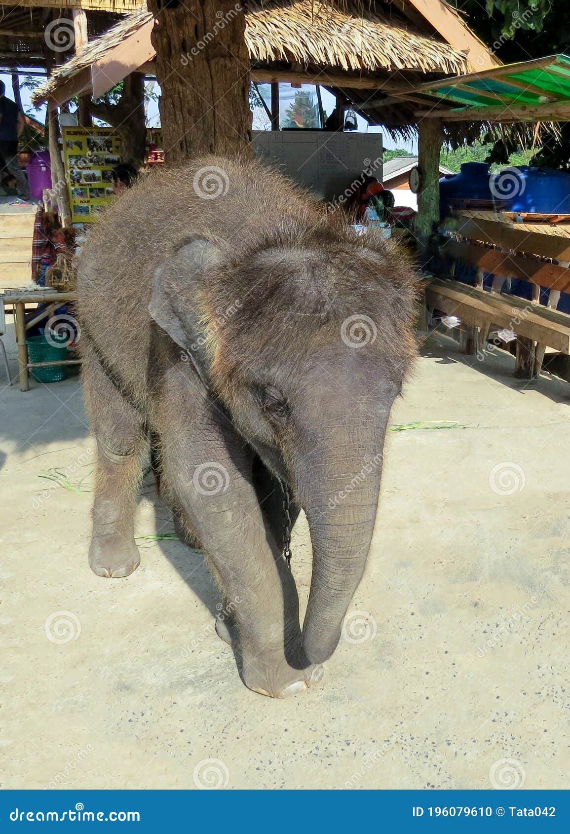Small Baby Elephant in Thailand Editorial Image Image of copy, famous