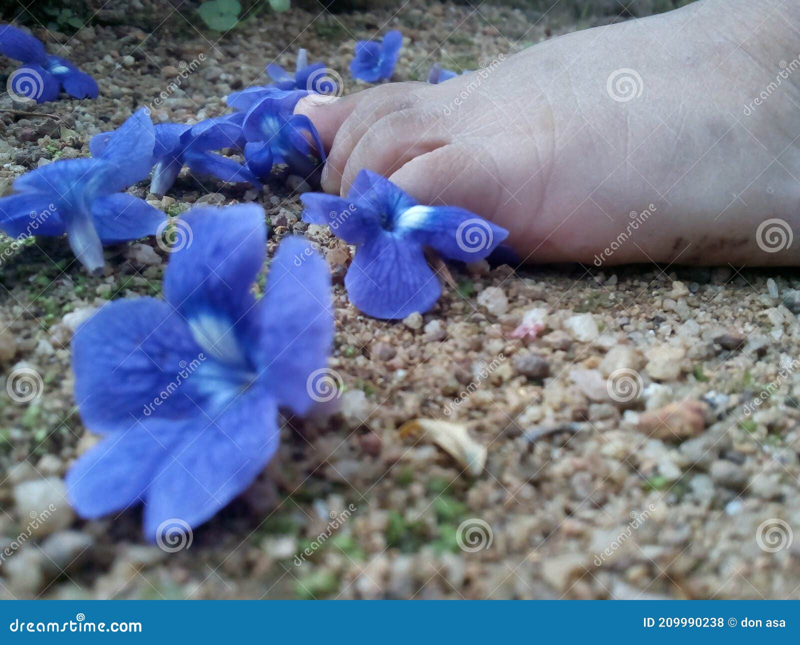 a small baby foot is with blue jesmine flowers