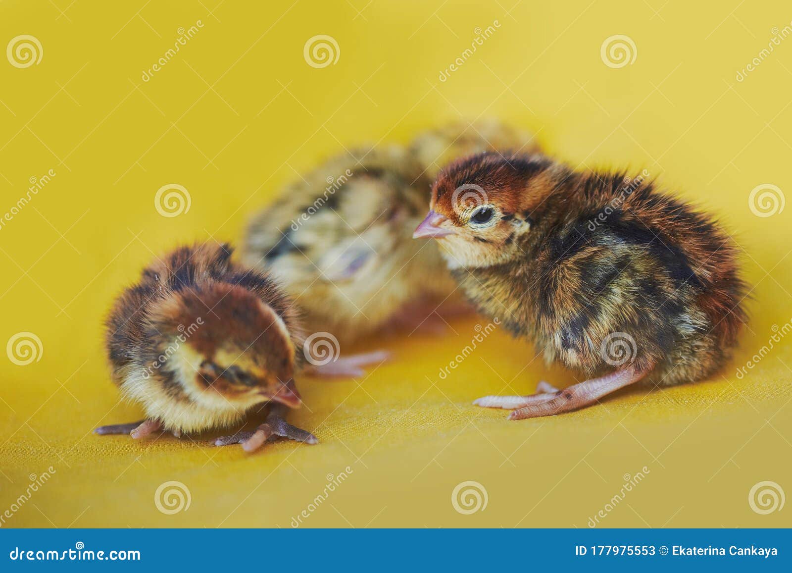 Baby Quails Hatching Xcaret Quintana Roo, Mexico RoyaltyFree Stock