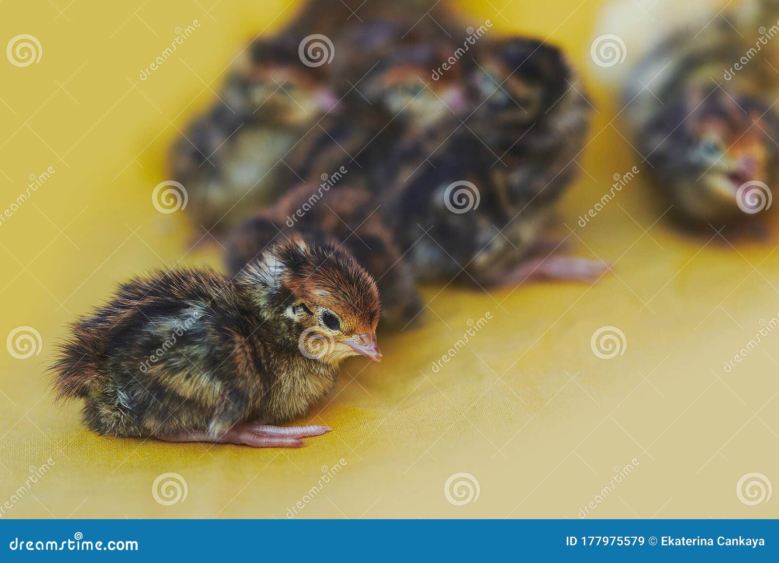 Baby Quails Hatching Xcaret Quintana Roo, Mexico RoyaltyFree Stock