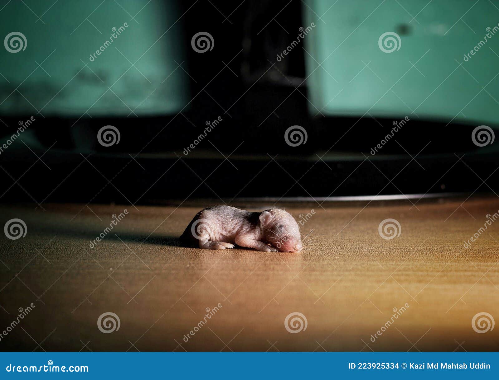 A Small Baby Rat is Sleeping on the Floor Stock Photo Image of fluffy