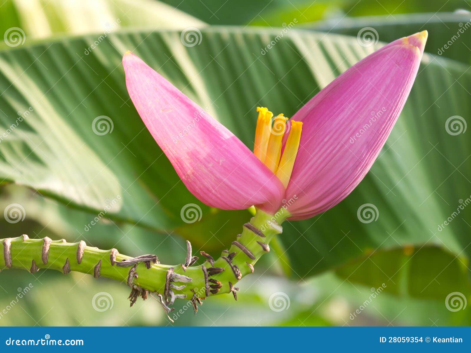 Small Banana Flower Stalks Bend. Stock Photo Image of jungle, leaves
